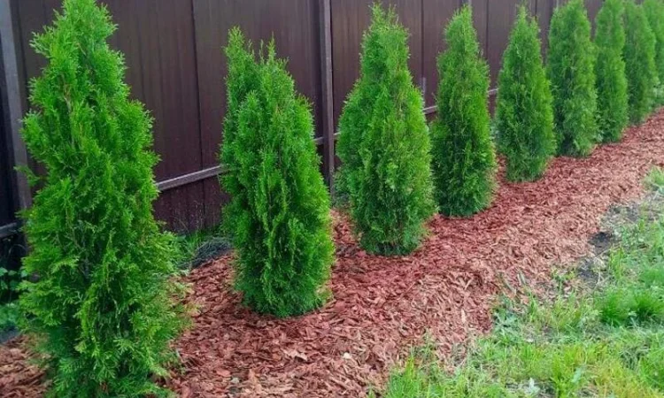 Кора сосновая Мульча Киевская область Киев - фото № 1