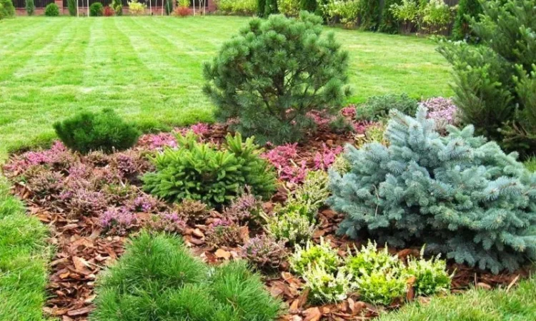 Кора сосновая Мульча Киевская область Киев - фото № 6