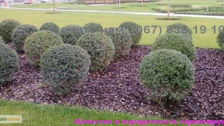 Кора соснова для мульчування в Києві - фото № 5