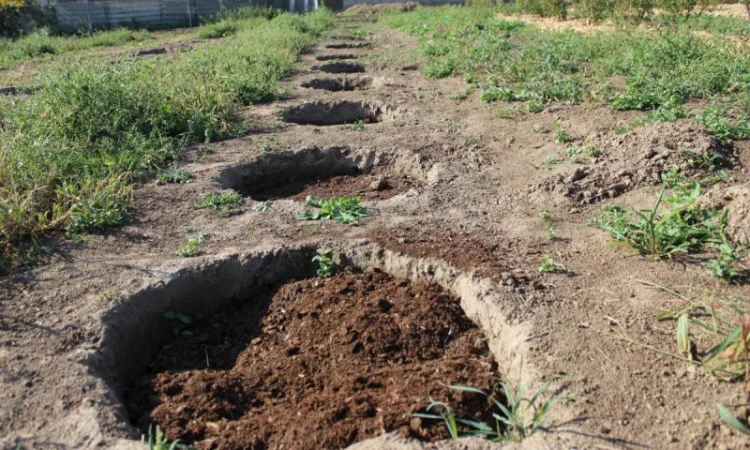 Торф верховой купить Киев Торф кислый Киевская область Торф для голубики рыжий продажа - фото № 2