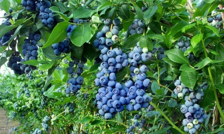 Торф верховой купить Киев Торф кислый Киевская область Торф для голубики рыжий продажа - фото № 5