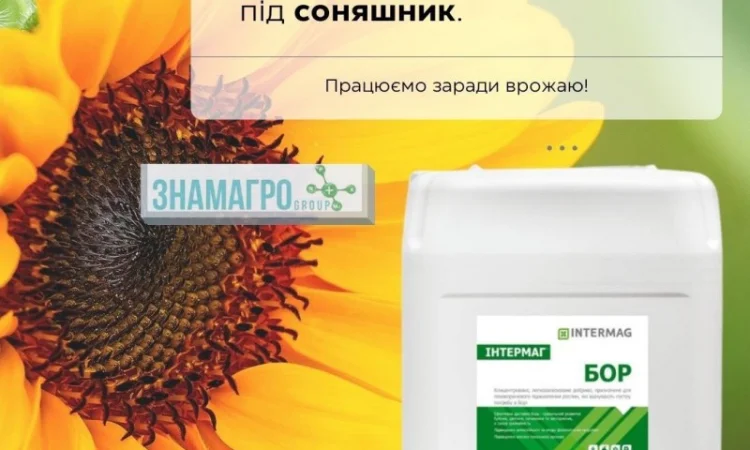 Інтермаг - Бор - фото № 1