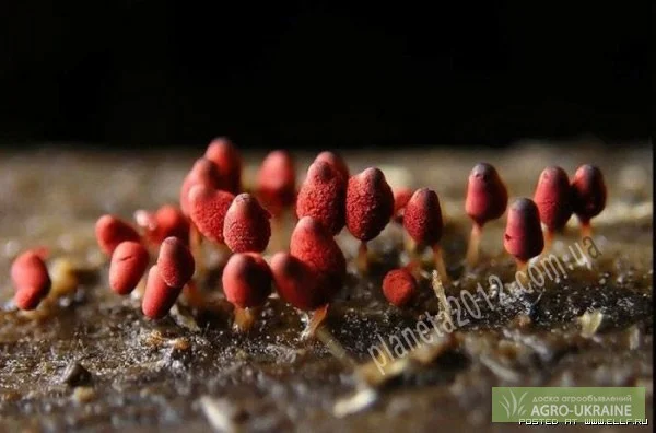 Биопрепарат Нематофагин - защита против нематод - фото № 1