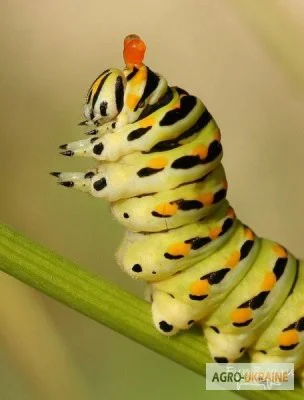 Лепидоцид - бактериальный препарат против листогрызущих насекомых - фото № 1