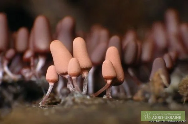 Вертицилин - биологический препарат против белокрылки - фото № 1