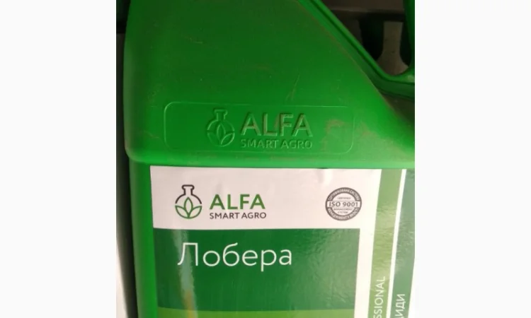 Лобера - захист картоплі - фото № 1