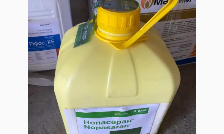Нопасаран - контроль широкого спектра сорняков в посевах рапса - фото № 2