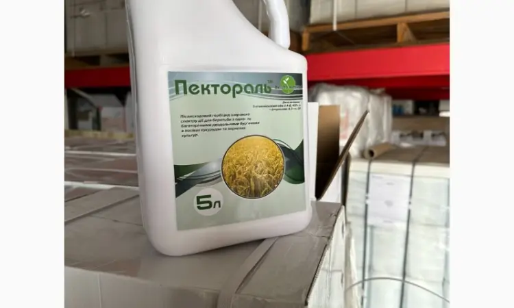 Пектораль - селективний гербіцид від бур’янів в посівах кукурудзи - фото № 1