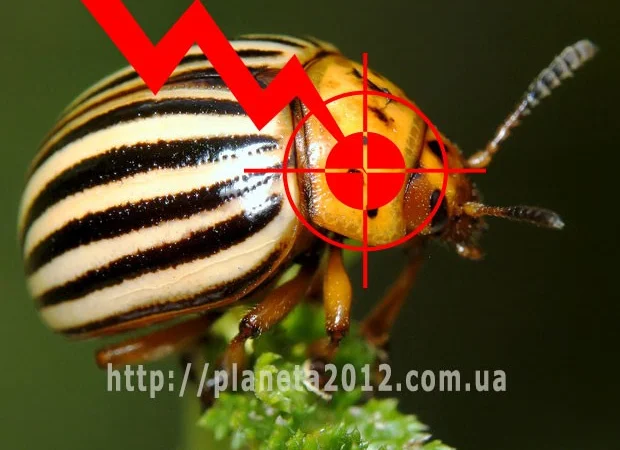 Сезар -новый патентованный биопрепарат против вредителей растений - фото № 1