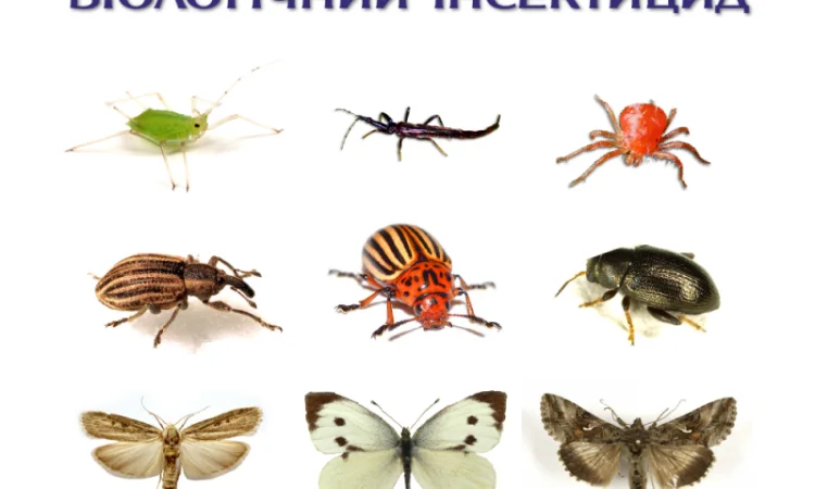 Актарофіт - інсектицид-акарицид контактно-кишкової дії - фото № 4