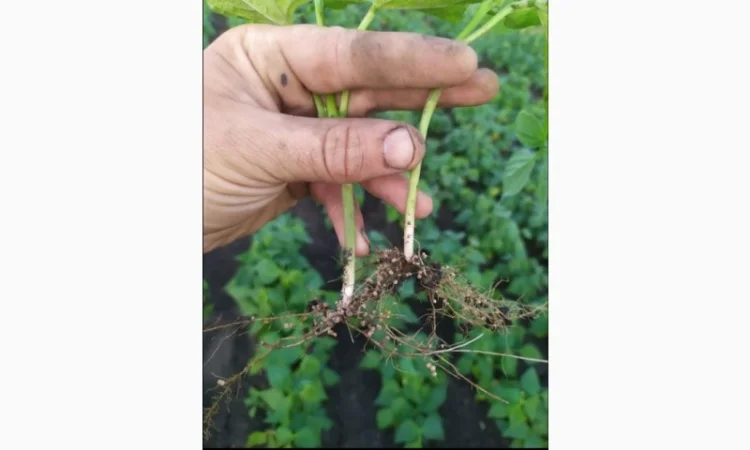 Инокулянт для сои - фото № 1