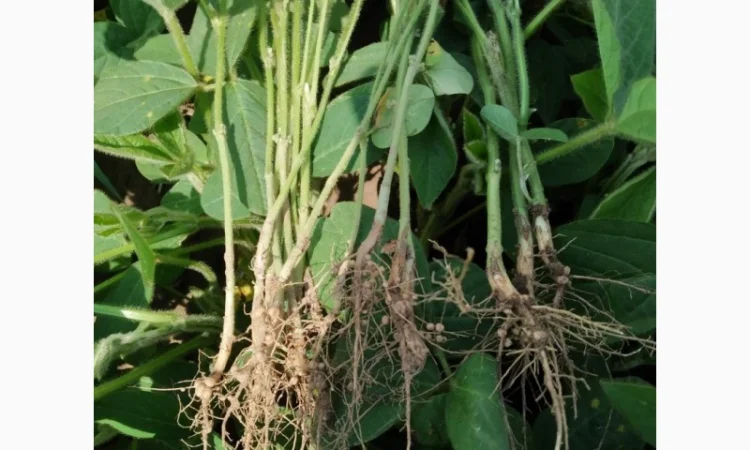 Инокулянт для сои - фото № 2