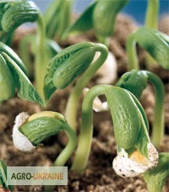 Протруювач Максим XL - фото № 1