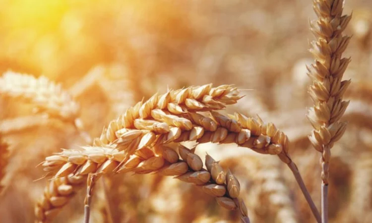 Куплю фунгициды, Куплю гербициды, Куплю инсектициды, куплю инокулянты для сои. Жду предлож - фото № 1