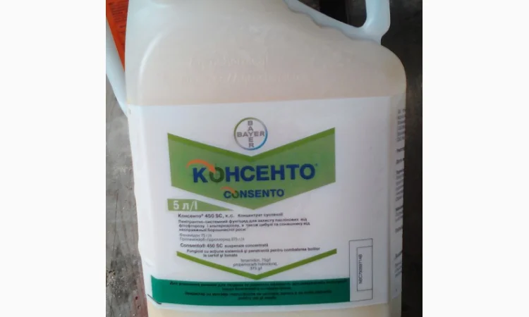 Консенто - фото № 1