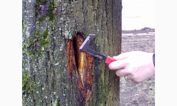 Подготовка участка к зиме:Услуги садовника - фото № 2