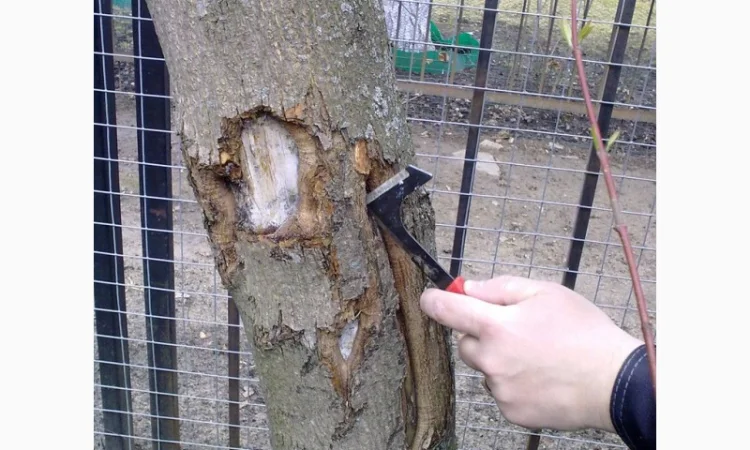 Подготовка участка к зиме:Услуги садовника - фото № 3