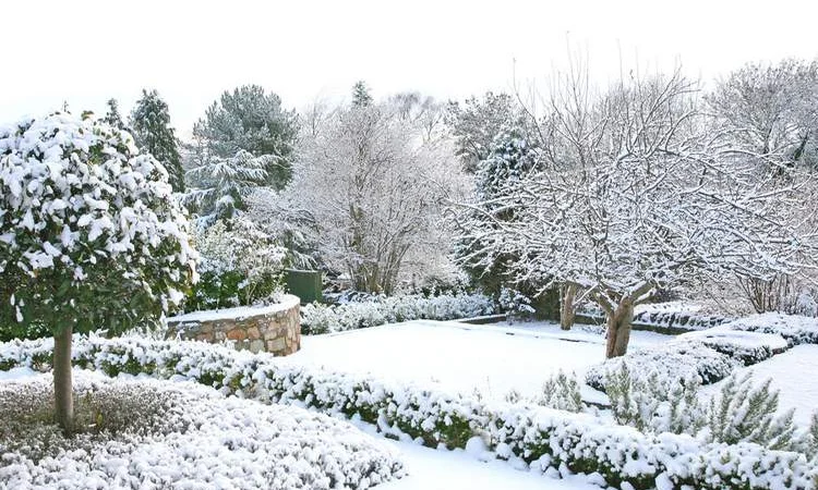 Подготовка участка к зиме:Услуги садовника - фото № 6