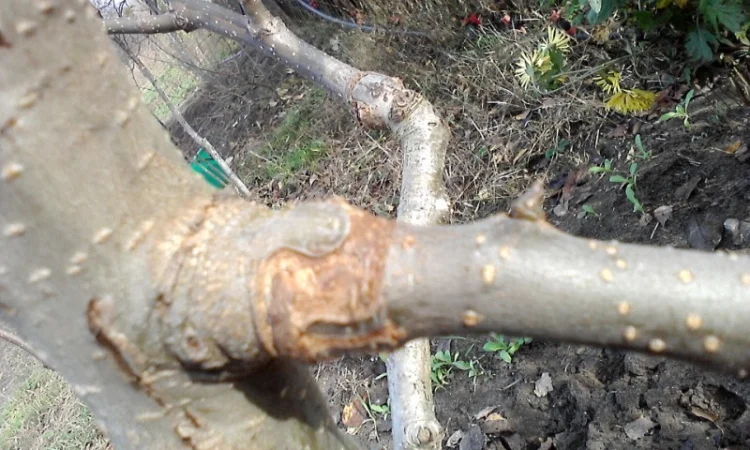 Лента для прививки и окулировки фруктовых деревьев - фото № 3