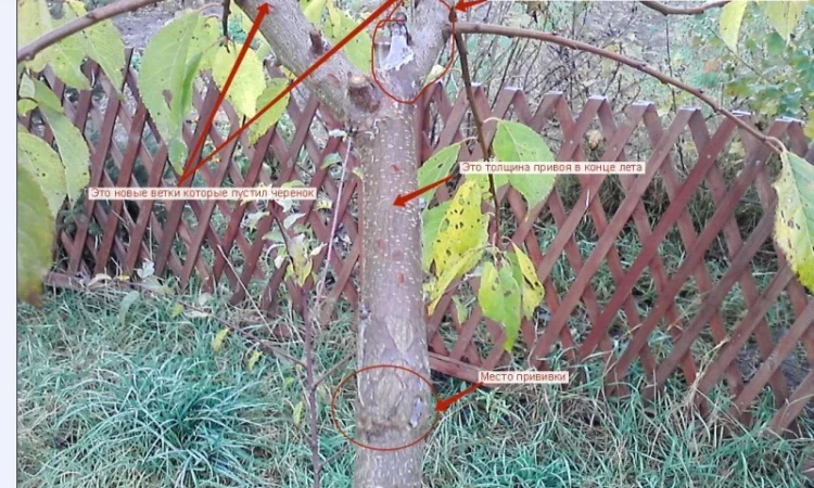 Лента для прививки и окулировки фруктовых деревьев - фото № 4
