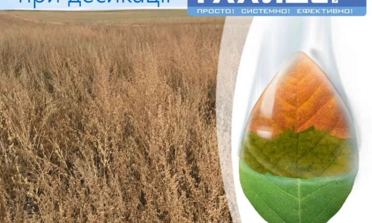 Прилипач Глайдер / Незамінний компонент при десикації - фото № 3