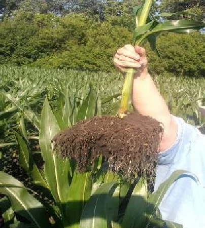 АКМ - стабилизатор для растений от производителя! Эффективно преодолевает стресс - фото № 3