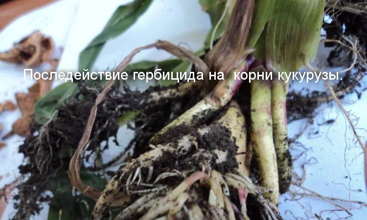 АКМ - стабилизатор для растений от производителя! Эффективно преодолевает стресс - фото № 4