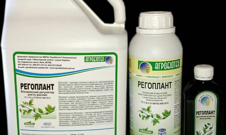 Регоплант - Новий біостимулятор рослин для обробки насіння - фото № 1