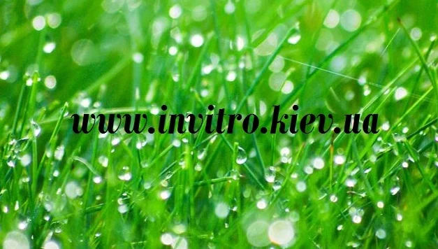 Продается абсцизовая кислота (ABA) высокого качества - фото № 1