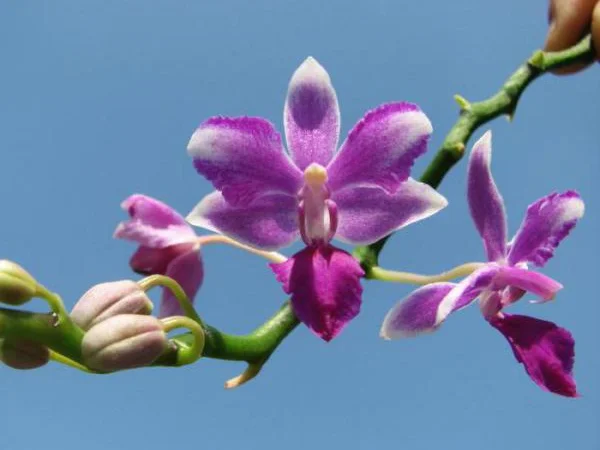 Цитокининовая паста 1.5мл для стимуляции роста растений - фото № 1