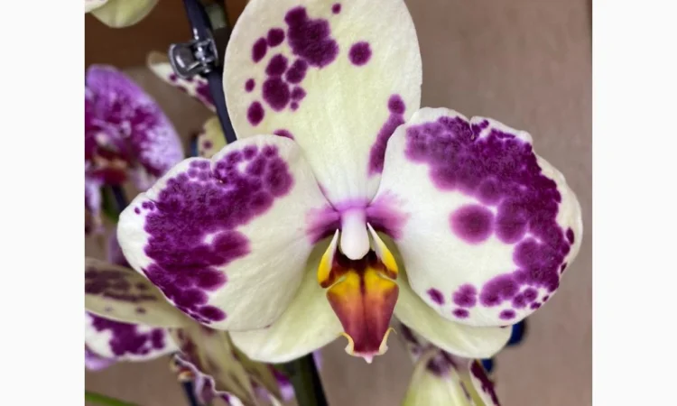 Цитокининовая паста 1.5мл для стимуляции роста растений - фото № 4