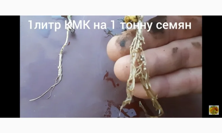 КмК - стимулятор роста, подходит для предпосевной обработки семян любых культур - фото № 1