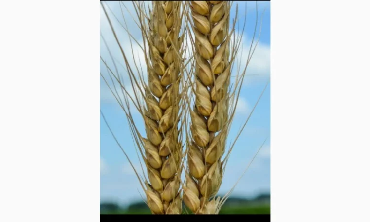 КмК - стимулятор роста, подходит для предпосевной обработки семян любых культур - фото № 2