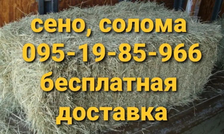 Сено сіно солома для декора, декорации, фотосессии в тюках мешках - фото № 2
