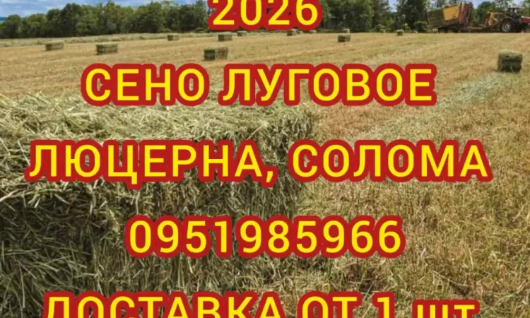 Сено сіно солома для декора, декорации, фотосессии в тюках мешках - фото № 1