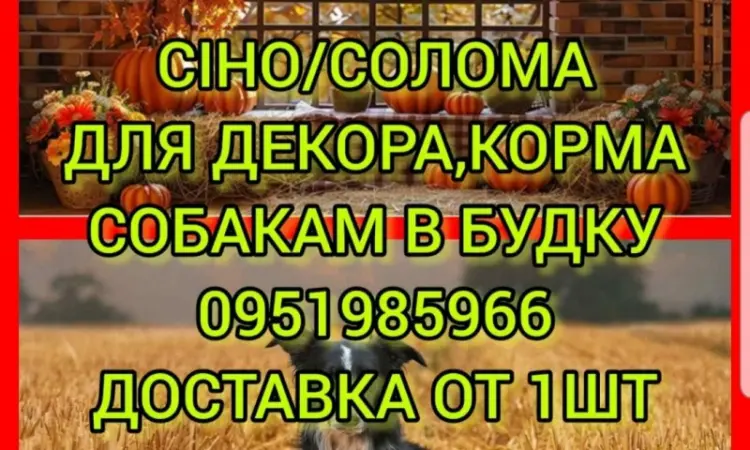 Сено солома для фотосесії декора в тюках мешках з доставкою від 1шт - фото № 1