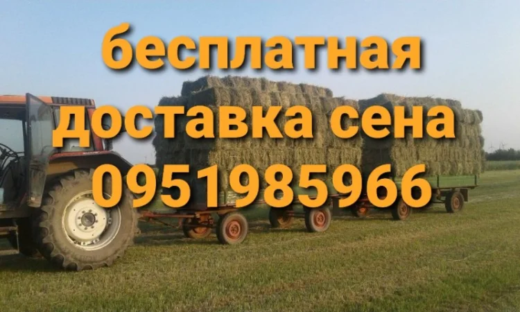 Сено в тюках для лошадей, крс, овец. Есть луговое и люцерна. Доставка бесплатная - фото № 3