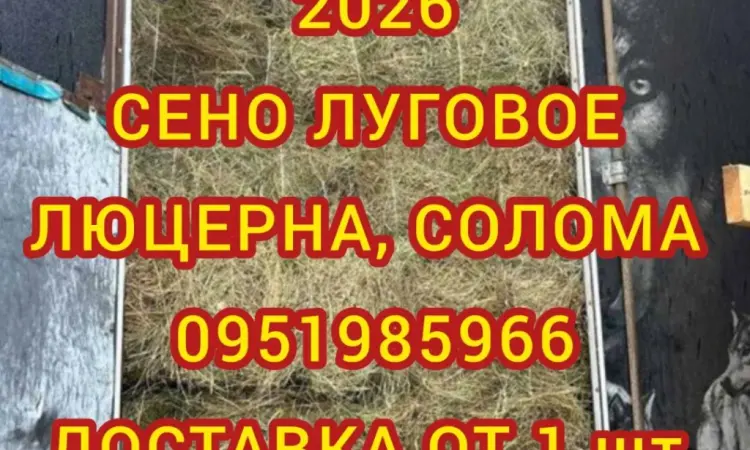 Сено в тюках для лошадей, крс, овец. Есть луговое и люцерна. Доставка бесплатная - фото № 1