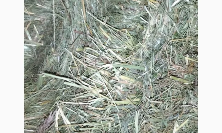 Сіно в тюках лугове, люцерна - фото № 2