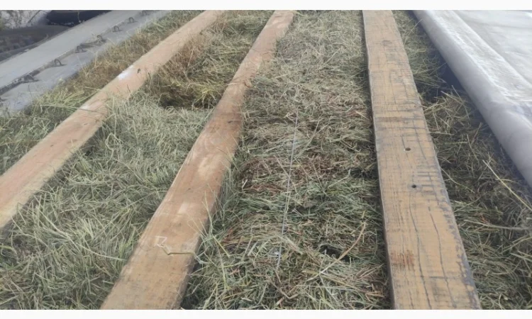 Сіно в тюках лугове, люцерна - фото № 4