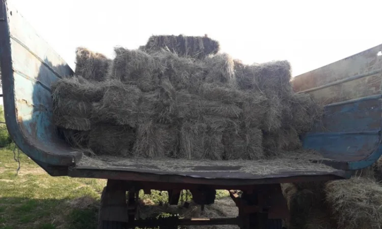 Сіно в тюках лугове, люцерна - фото № 5