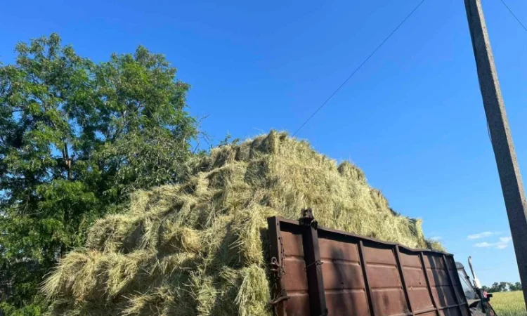 Сіно в тюках лугове, люцерна - фото № 6