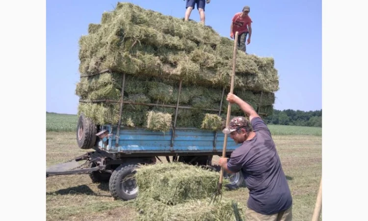 Сено луговое, люцерна в тюках - фото № 1