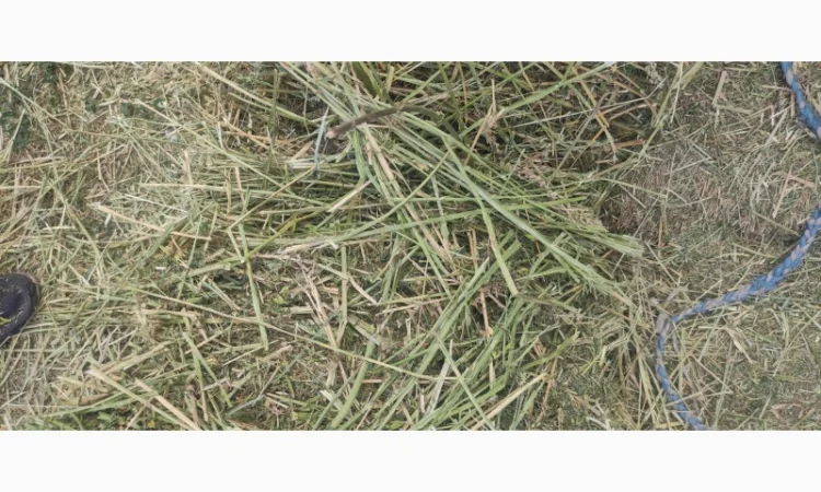 Сено луговое, люцерна в тюках - фото № 3