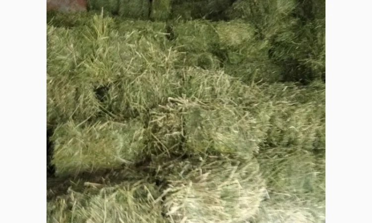 Сено луговое, люцерна в тюках - фото № 4