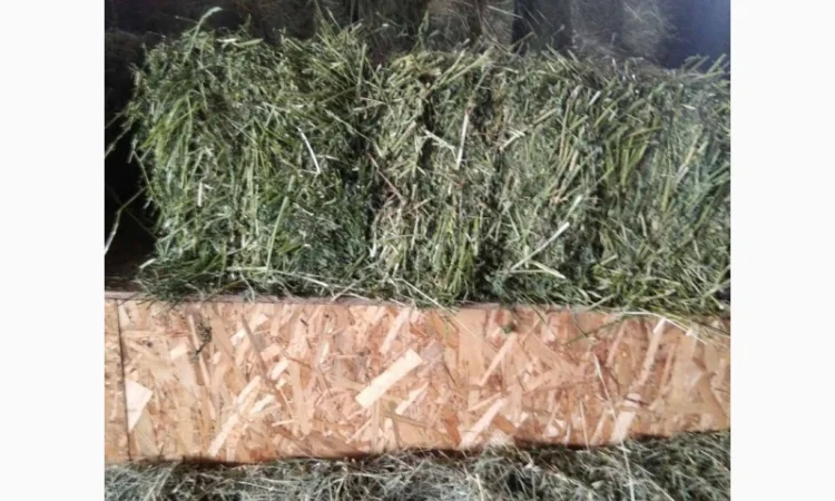 Сено луговое, люцерна в тюках - фото № 5