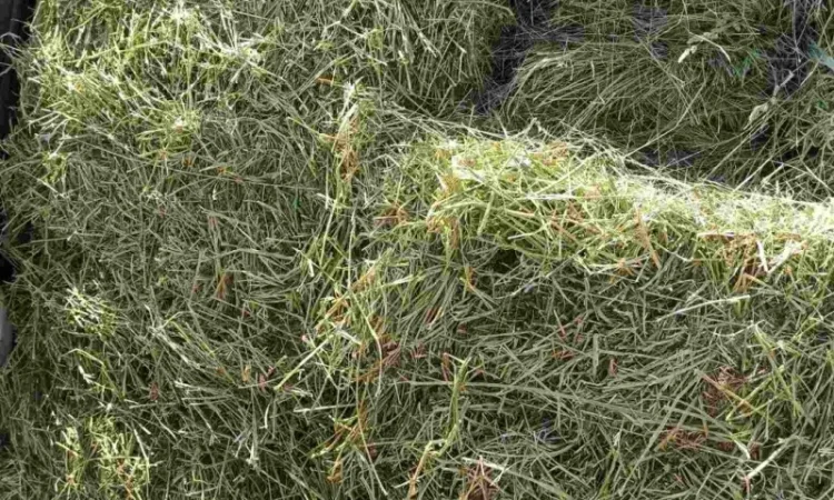 Сено луговое, люцерна в тюках - фото № 7