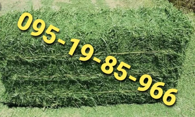 Сено в тюках з безкоштовною доставкою. Відмінна якість - фото № 1