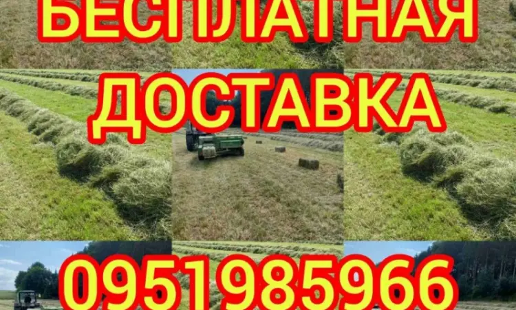 Б.н. розрахунок, великі обсяги, доставка по Україні. Лугове сіно, люцерна, солома - фото № 1
