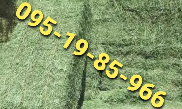 Луговое сено. Люцерна в тюках. Доставка. Б/н - фото № 1